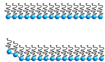 (Picture) A row of springs which influence eachother